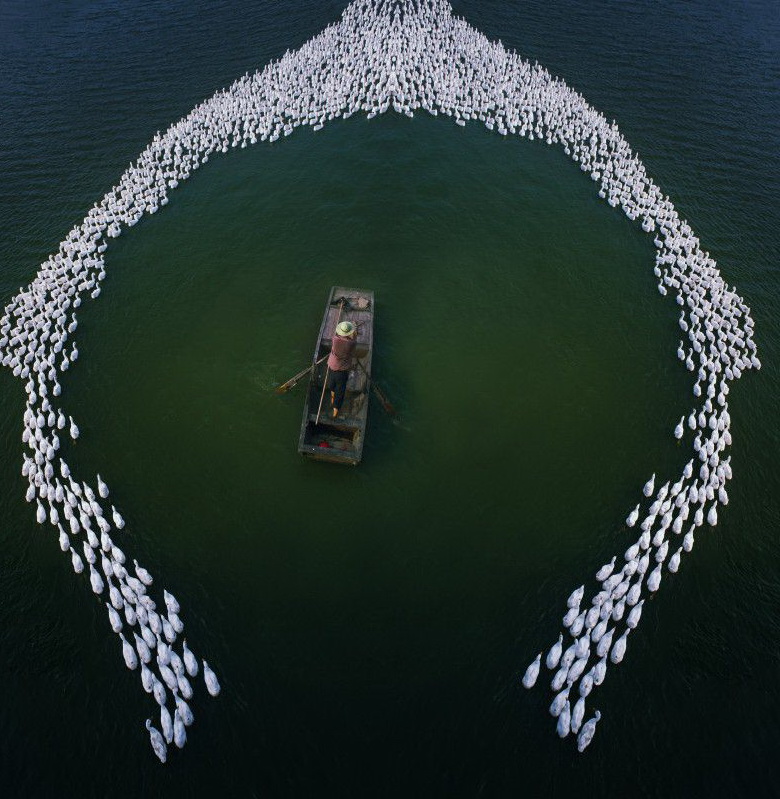 780x799, 203 Kb / лодка, весло, вода, птицы