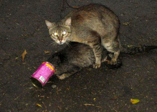 599x428, 63 Kb / банка, вискас, коты, ебутся