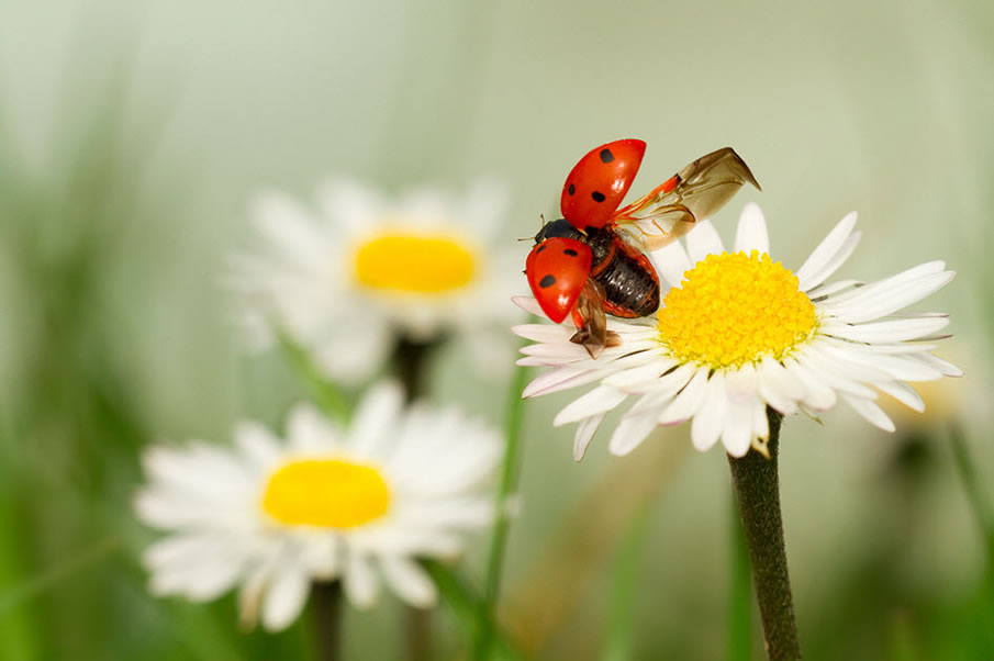 905x602, 51 Kb / божья коровка, ромашки