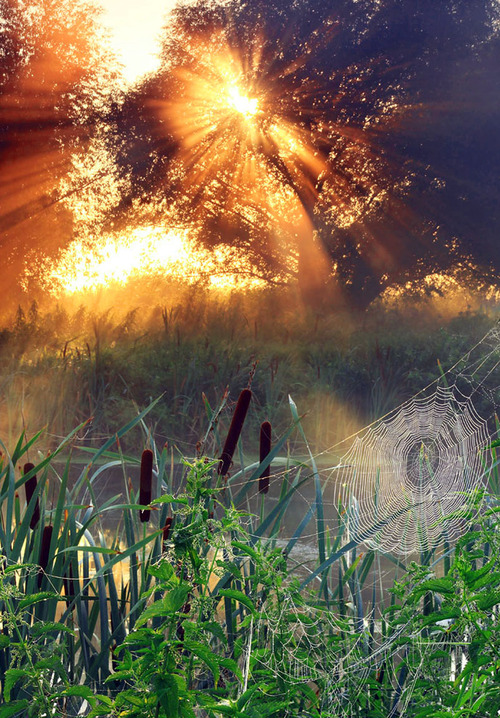 500x718, 225 Kb / паутина, лучи