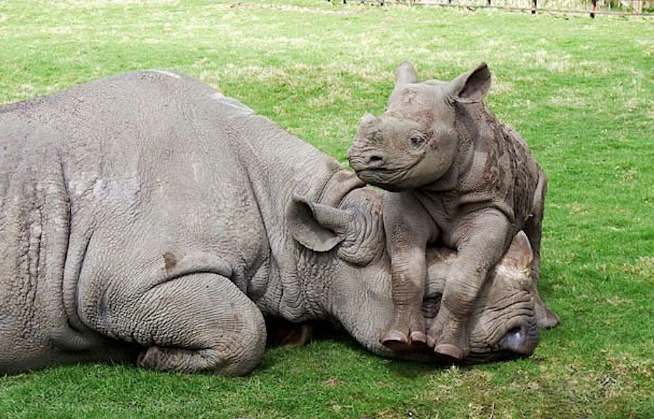 932x598, 267 Kb / носорог, трава