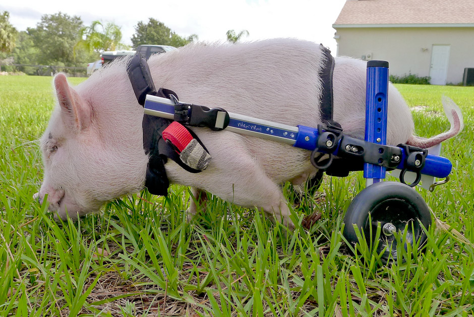 940x630, 259 Kb / свинья, инвалид