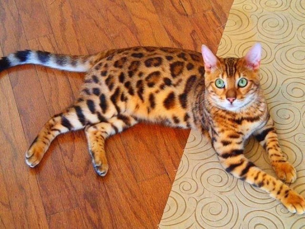 1024x768, 179 Kb / кот, леопард, взгляд