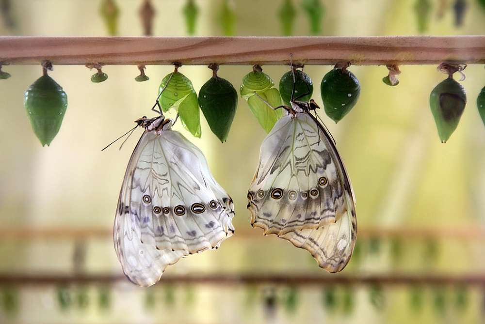 1000x669, 164 Kb / бабочка