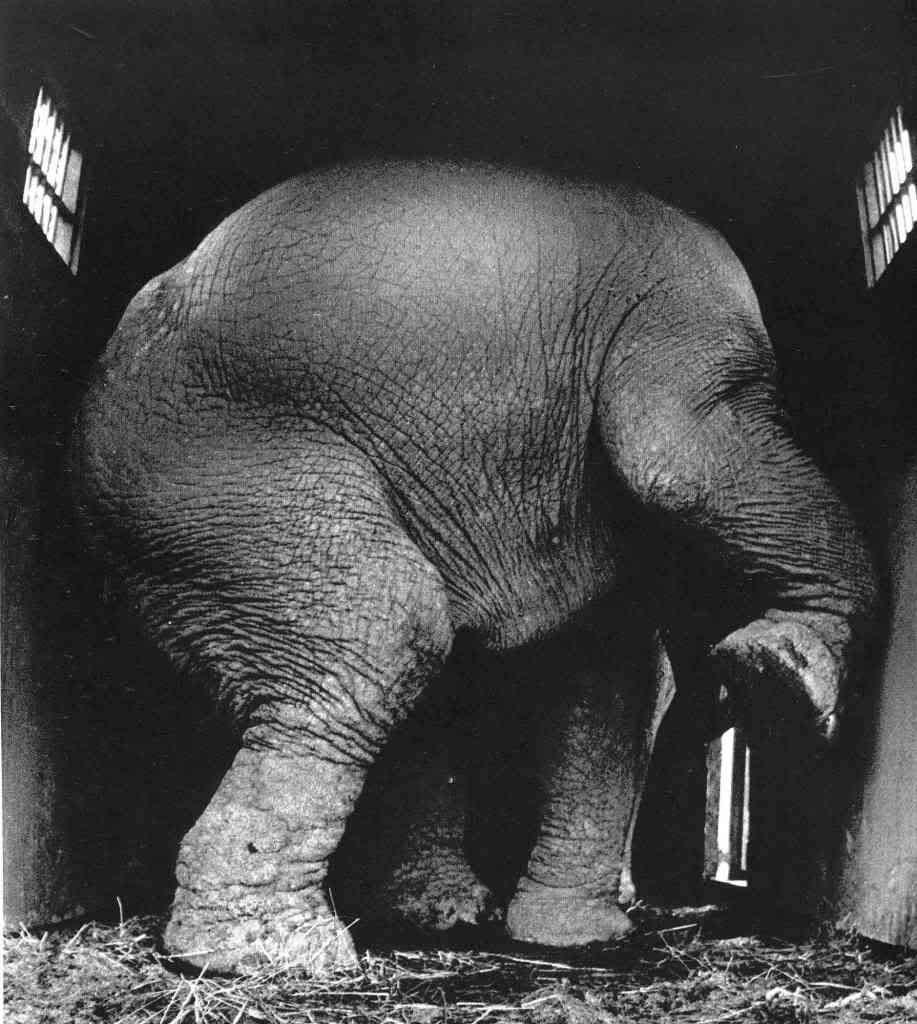 917x1024, 70 Kb / слон, Jill Freedman