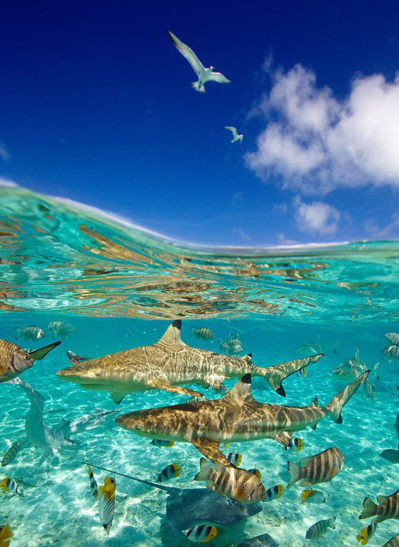 559x767, 176 Kb / лагуна, рыба, океан, вода