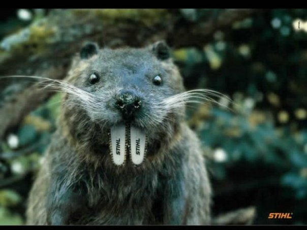 604x453, 42 Kb / бензопила, бобёр, реклама