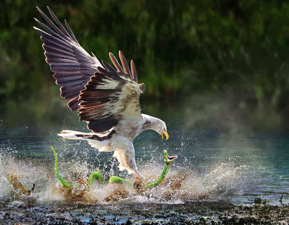 1000x778, 188 Kb / птица, змея, орел, брызги