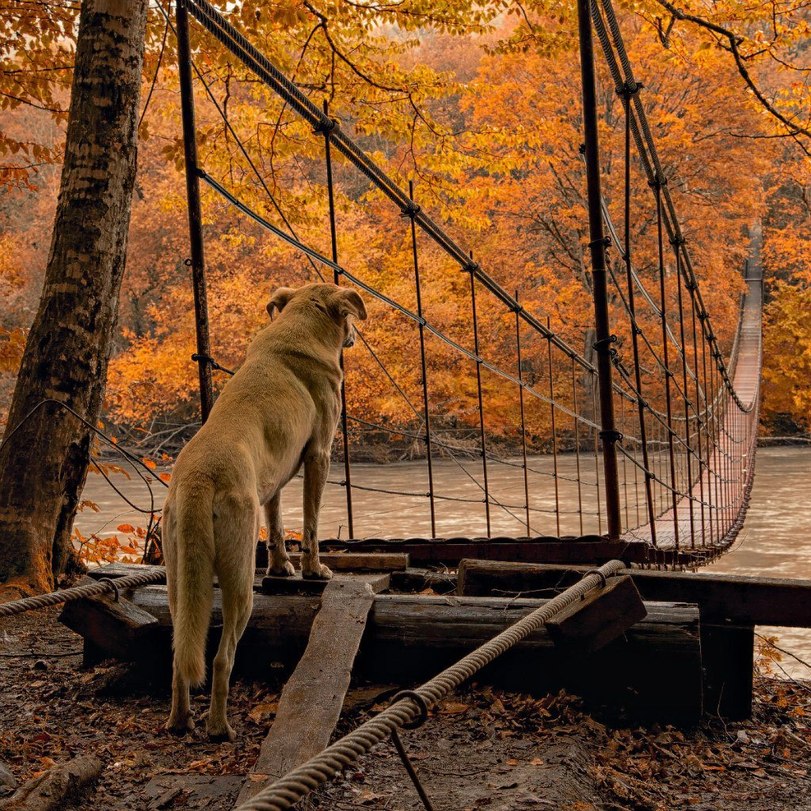 811x811, 261 Kb / собака, мост, река