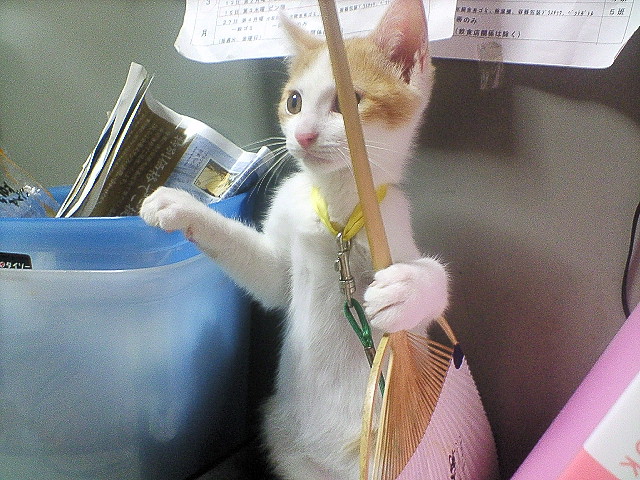 640x480, 127 Kb / кот, уборщик