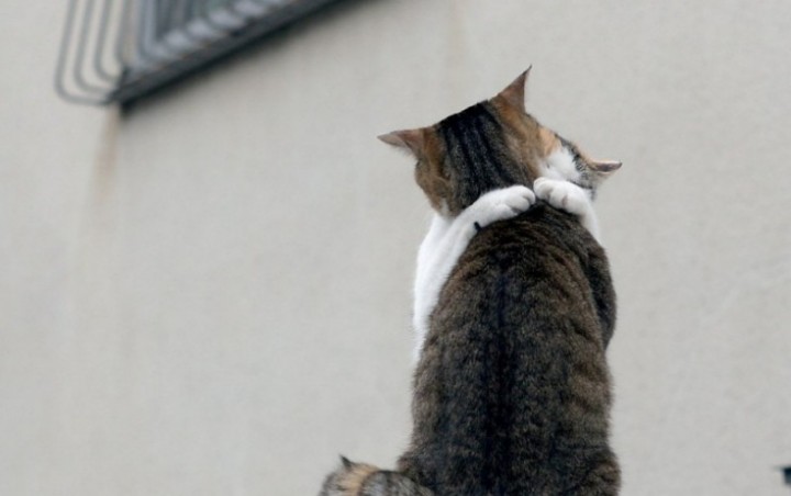 720x452, 40 Kb / кошки, объятия