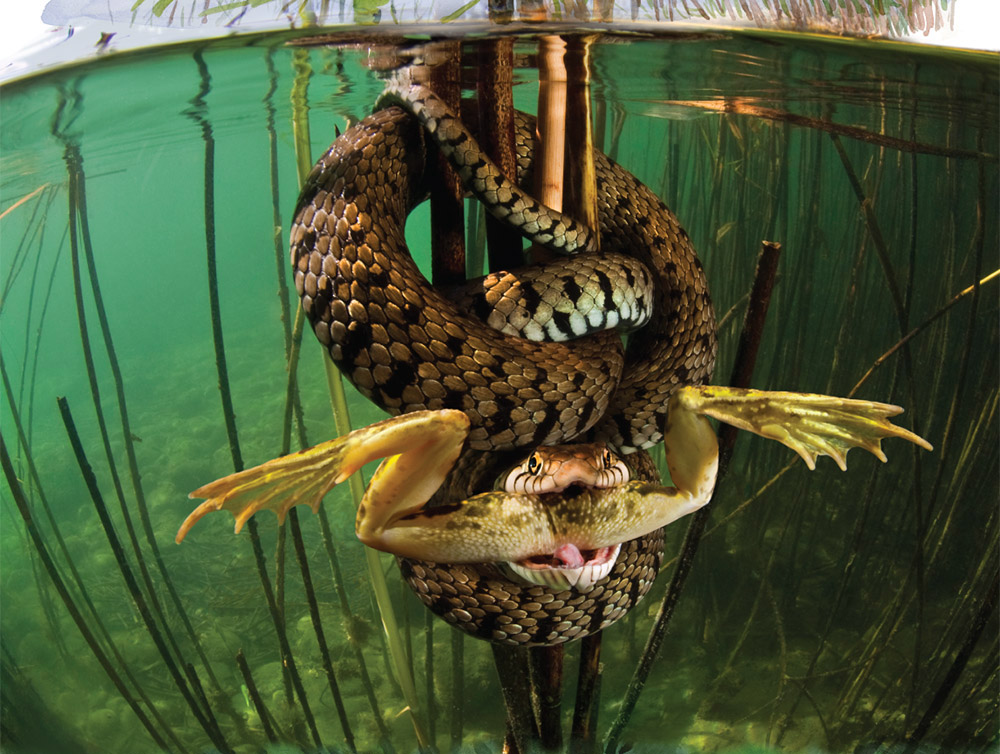 1000x754, 229 Kb / змея, лягушка, вода