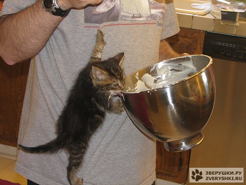 500x375, 45 Kb / котёнок, сметана, борьба