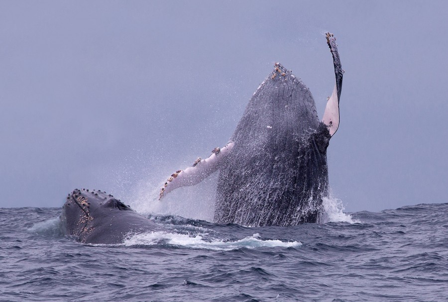 900x607, 127 Kb / кашалот, прыжок, кит