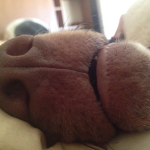 612x612, 102 Kb / морда, нос, собака, макро