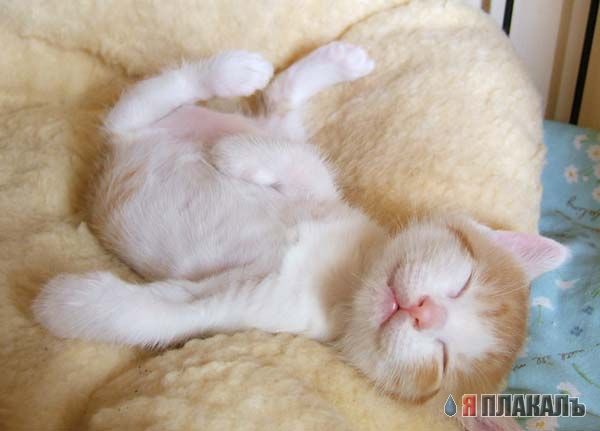 600x431, 31 Kb / котёнок, сон, розовый