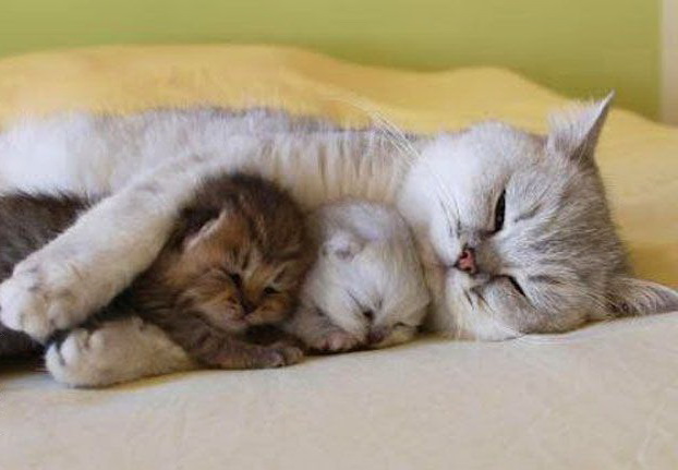 622x431, 61 Kb / мама, кот, сон