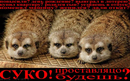 500x310, 92 Kb / сурки, проставляться