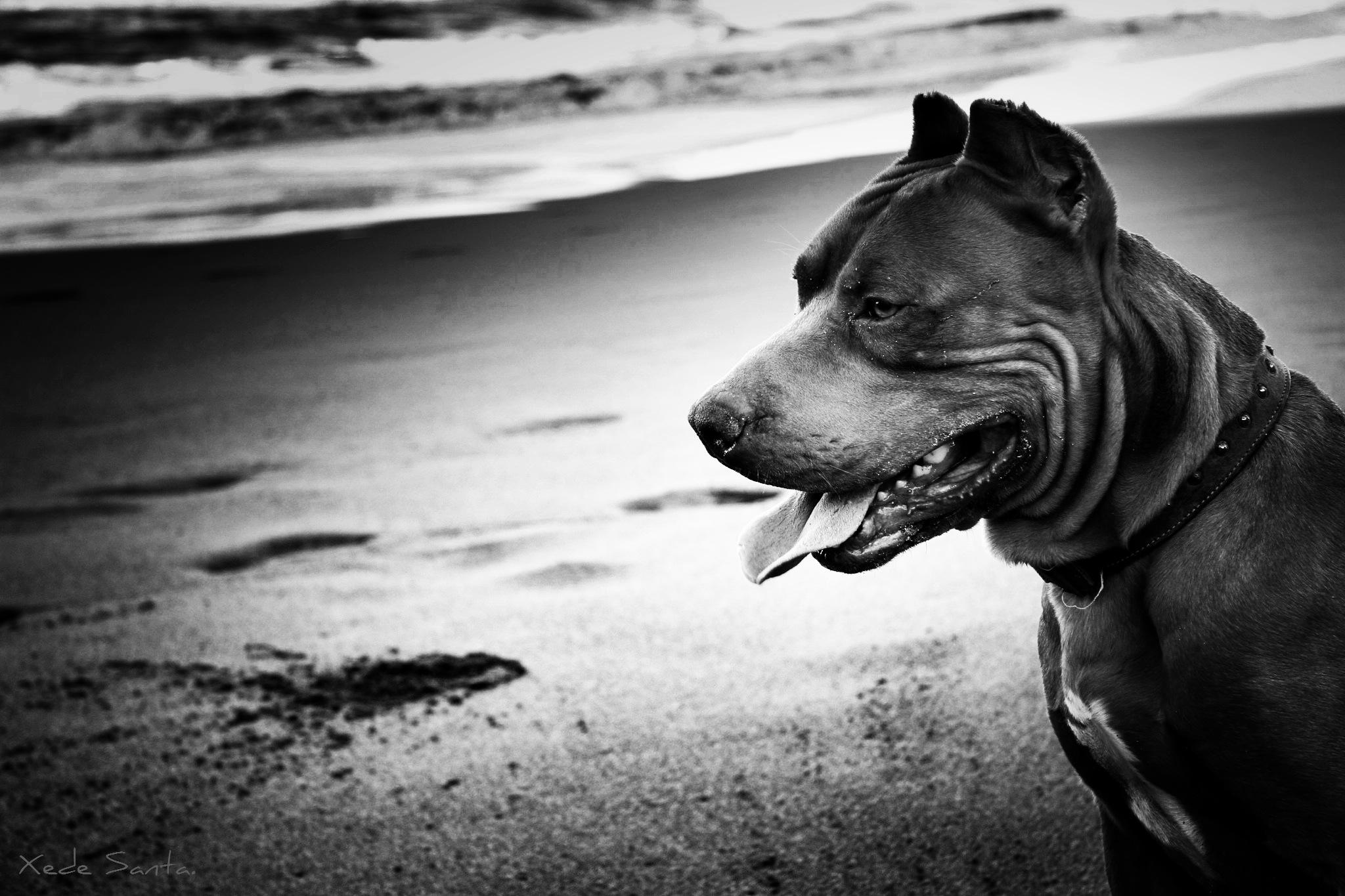 2048x1365, 290 Kb / пёс, пляж, песок, бойцовский, ч/б