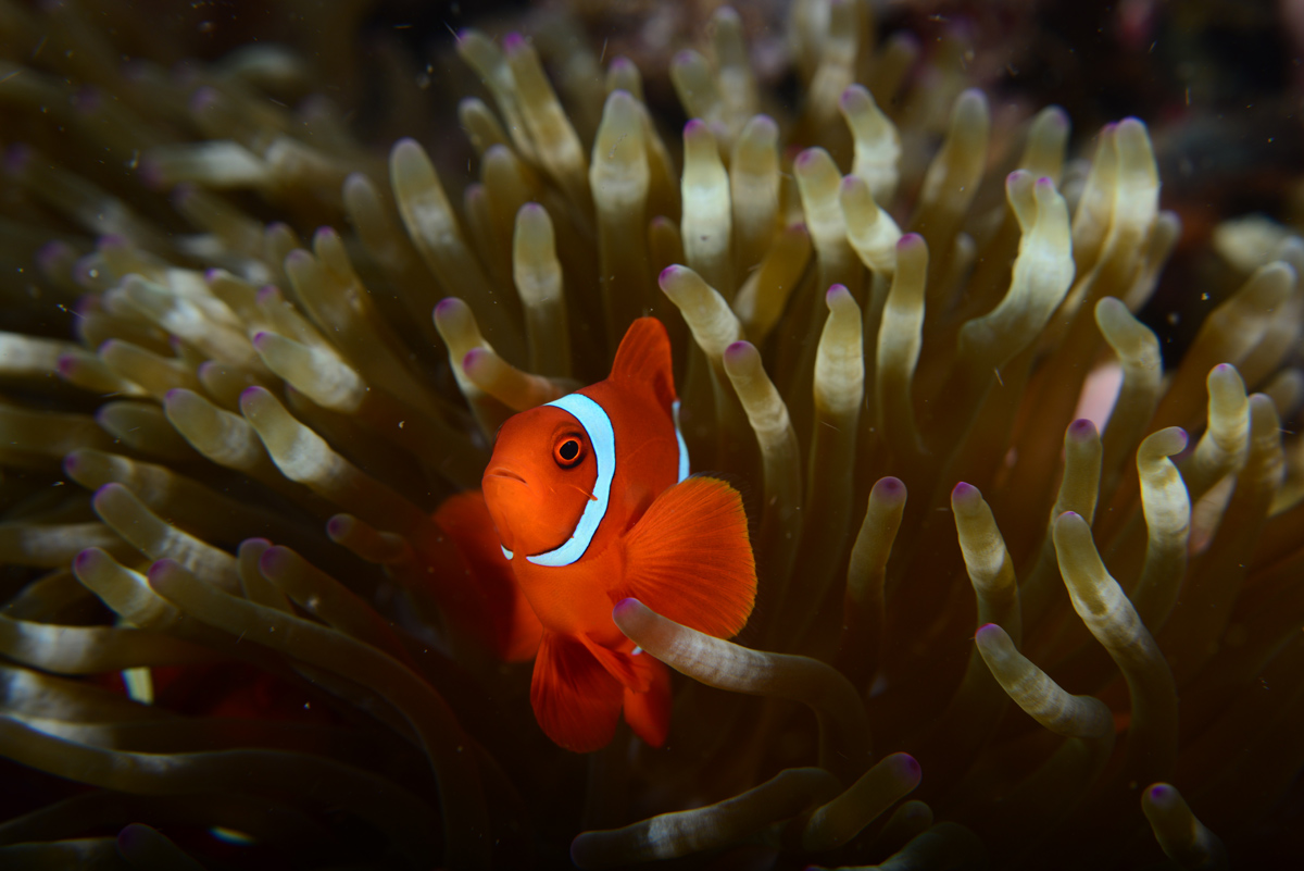 1200x801, 282 Kb / рыба, клоун, Немо, актиния, море