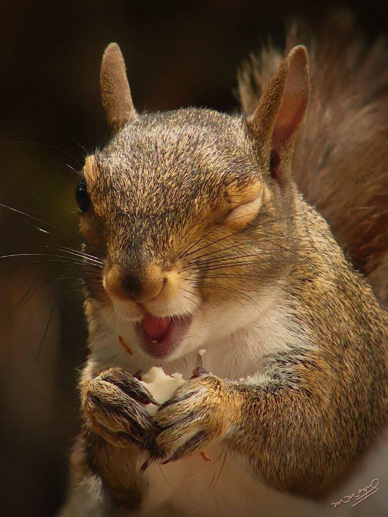 768x1024, 111 Kb / белка, подмигивает, орешек, грызет