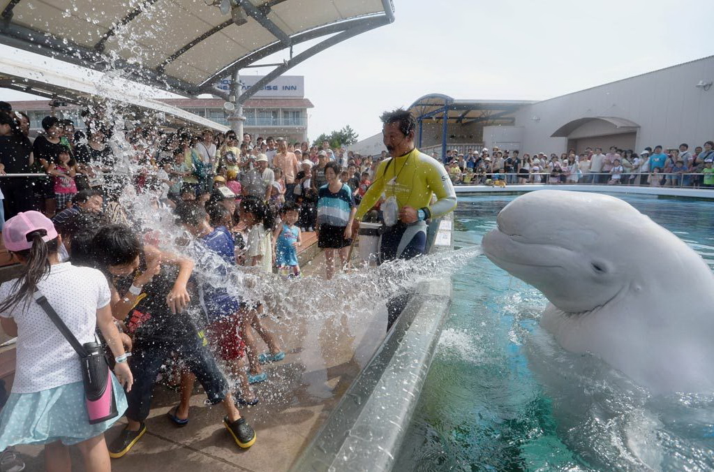 1023x676, 280 Kb / белуга, дельфинарий, фонтан