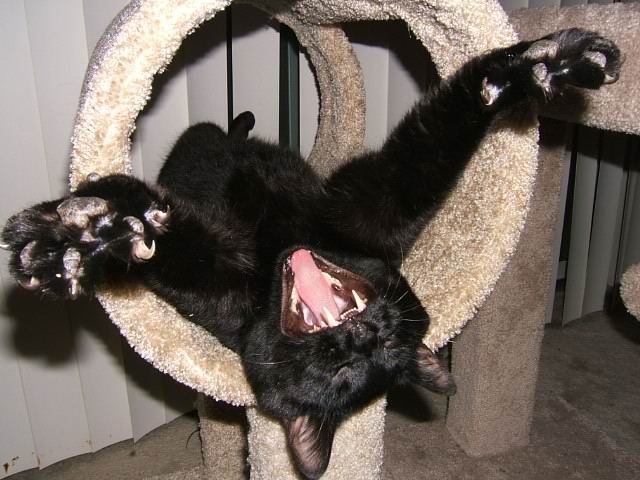 640x480, 63 Kb / кот, чёрный, потягивается