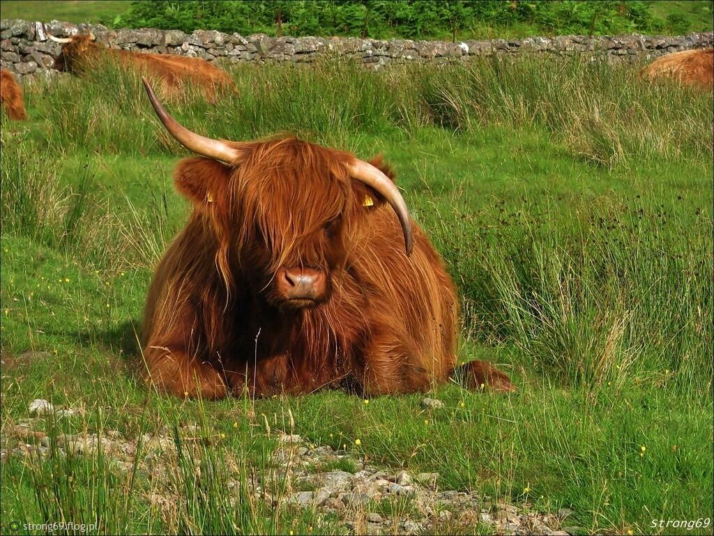1024x769, 227 Kb / корова, рога, трава
