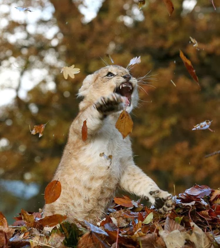 750x845, 98 Kb / тигренок, листья, осень