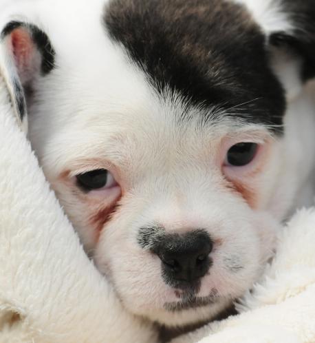 458x498, 26 Kb / гитлер, щенок, фюрер