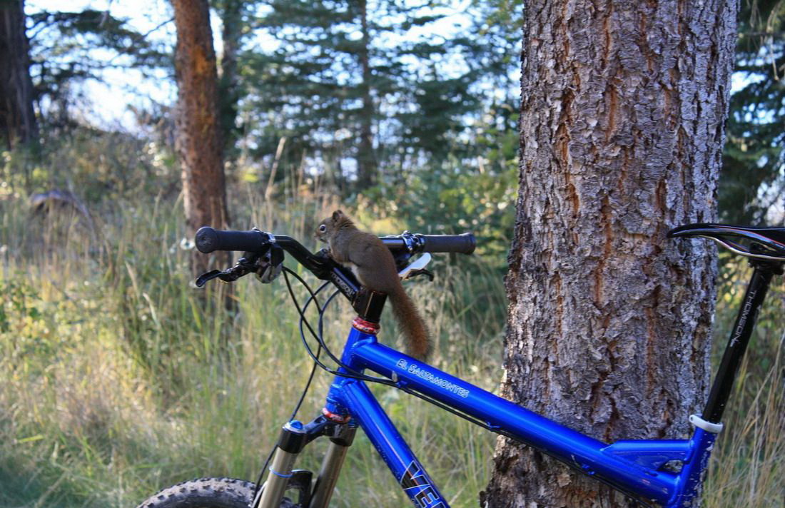 1100x712, 257 Kb / лес, белка, велосипед