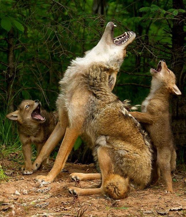 645x750, 116 Kb / волк, вой