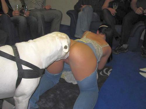 500x375, 27 Kb / собака, джинсы, брюнетка,  раком