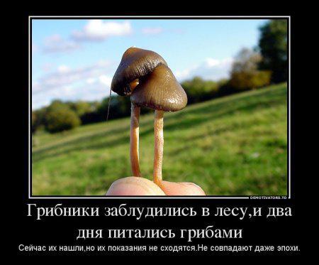 450x373, 26 Kb / демотиватор, грибы, грибники