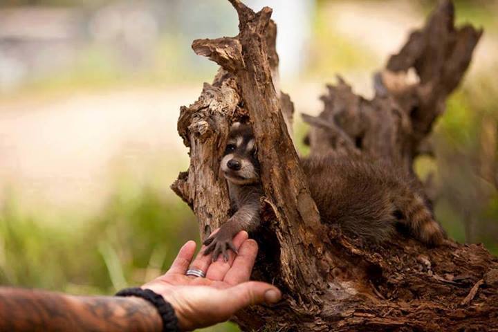 720x480, 41 Kb / рука, лапа, пень, енот, зверь