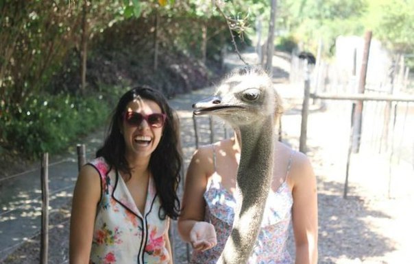 604x386, 51 Kb / фото, момент, страус