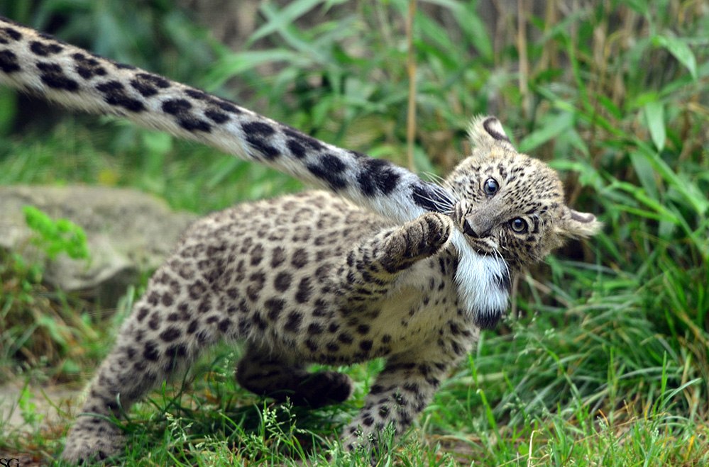 999x659, 157 Kb / хвост