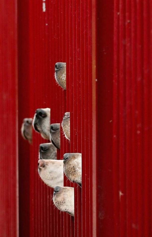 600x936, 95 Kb / собаки, нос, психодел