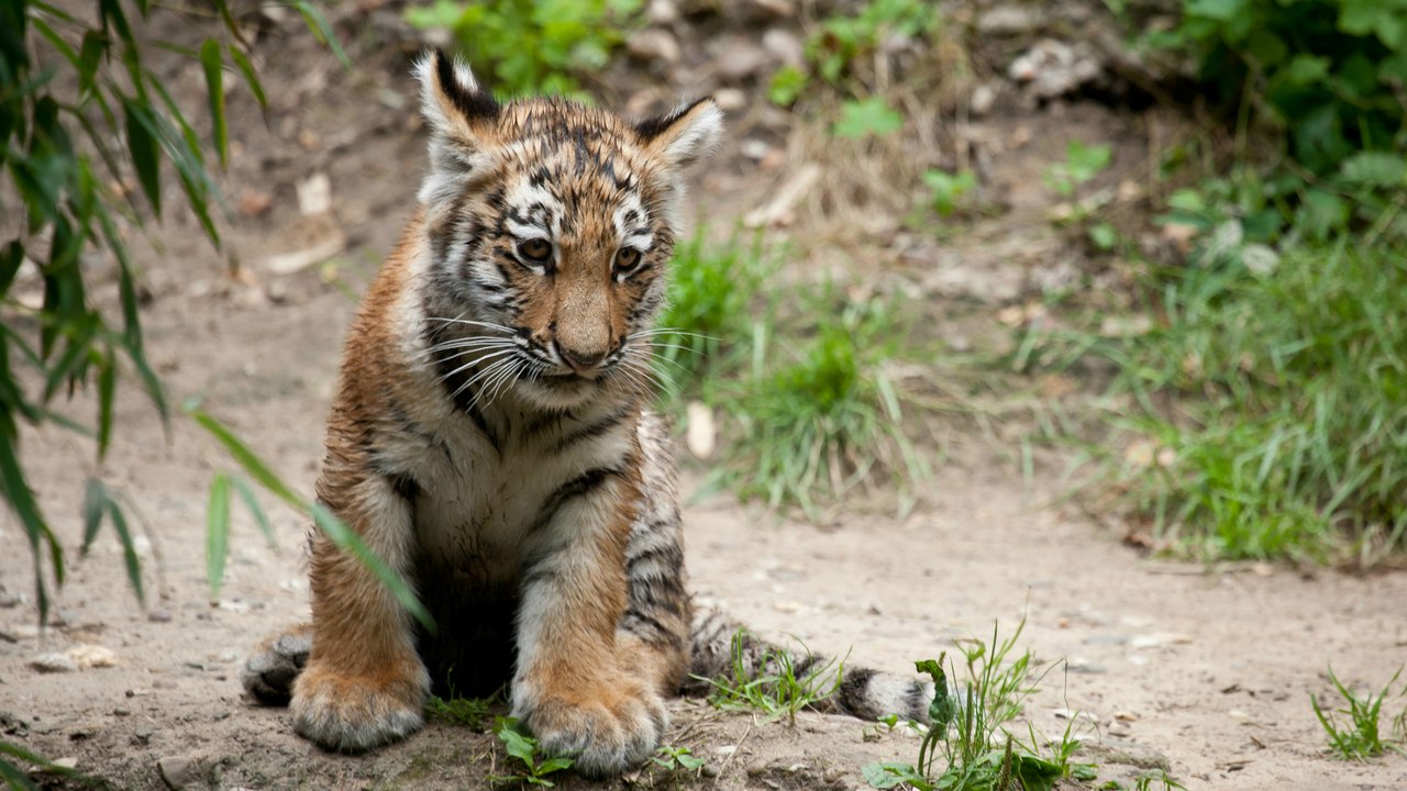 1280x720, 192 Kb / тигр