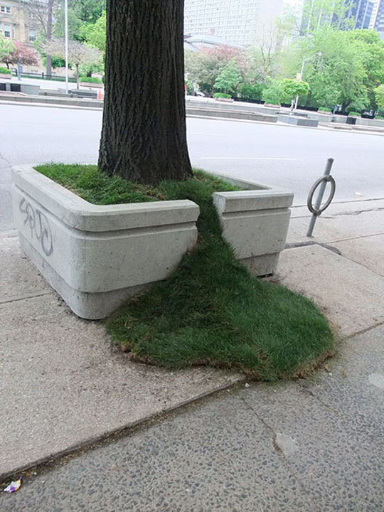 540x720, 96 Kb / дерево, клумба, газон,  трава