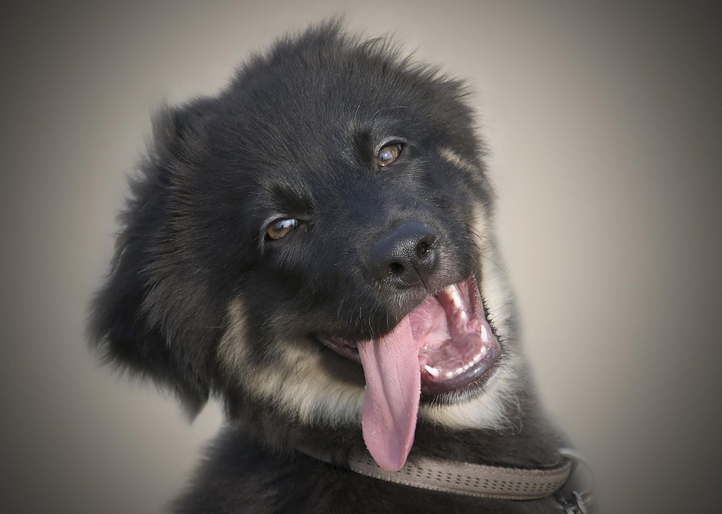 1024x730, 88 Kb / щенок, собака, язык