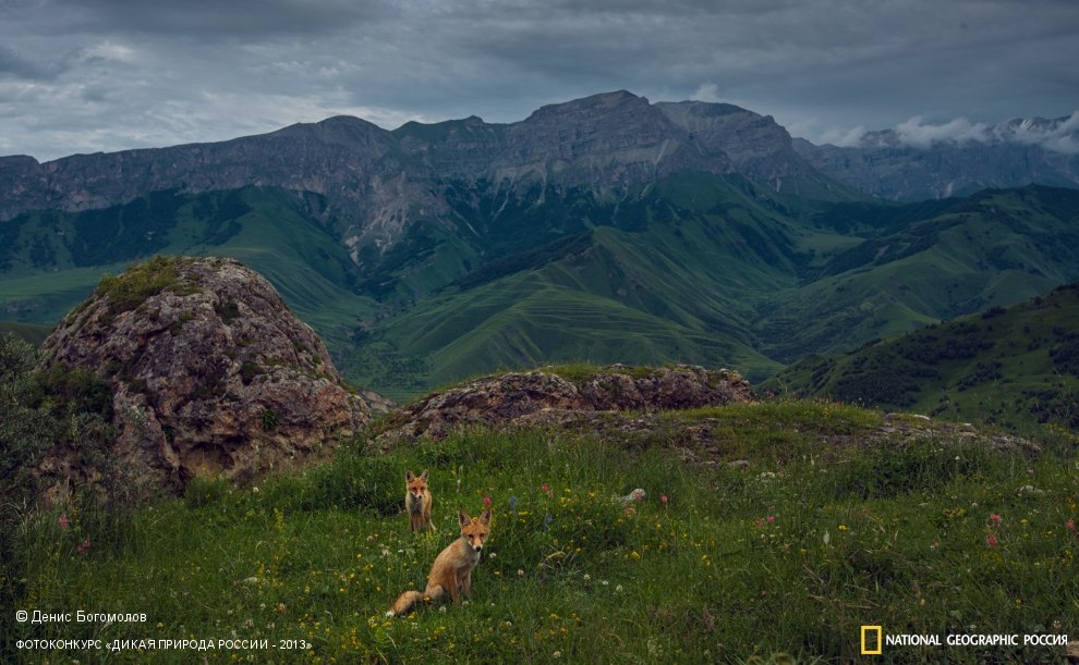 990x611, 143 Kb / лиса, природа