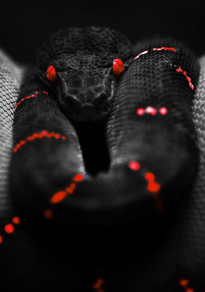 719x1024, 93 Kb / змея