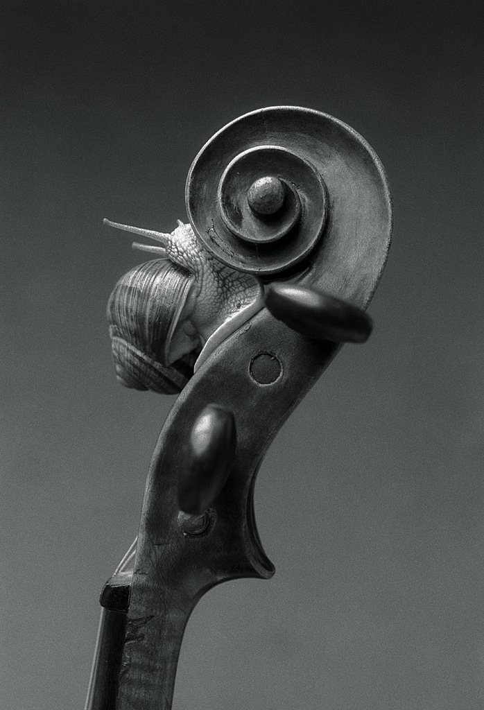 698x1024, 209 Kb / гриф, улитка, ч/б