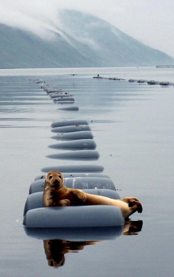 605x960, 55 Kb / морской котик