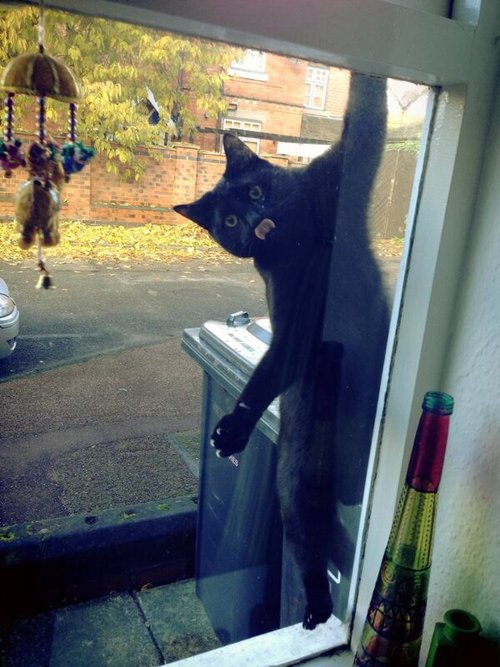 500x667, 72 Kb / кот, окно