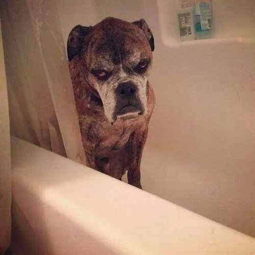 500x500, 32 Kb / Собака, ванна