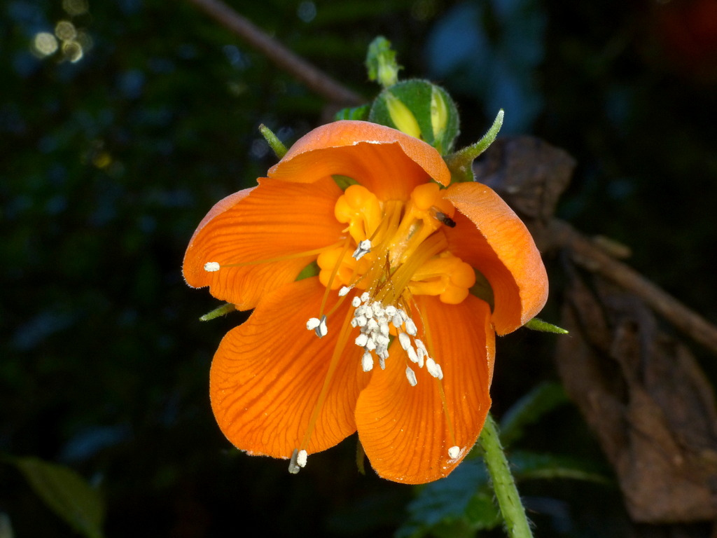 1024x768, 230 Kb / цветок, оранжевый