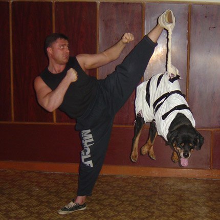 430x430, 37 Kb / маваши, качок, собака