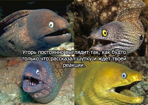 500x356, 66 Kb / угорь, мурена, рыба